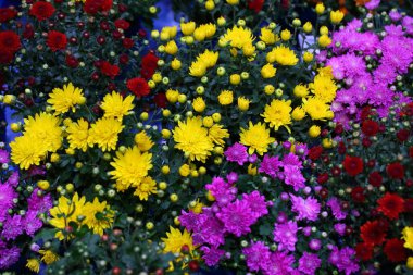 Çiçekler. Çiçek açan meşe ağaçları (kasımpatılar))