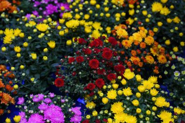 Çiçekler. Çiçek açan meşe ağaçları (kasımpatılar))