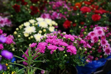 Çiçekler. Çiçek açan meşe ağaçları (kasımpatılar))