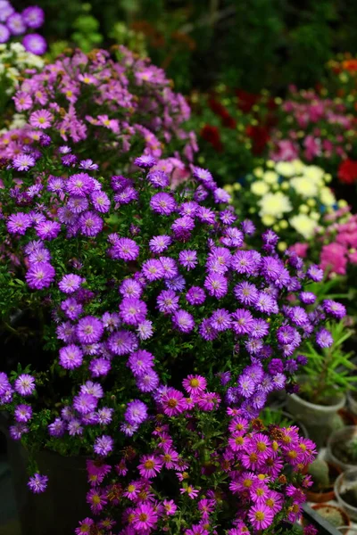 Virágok Virágzó Tölgyfák Krizantém — Stock Fotó