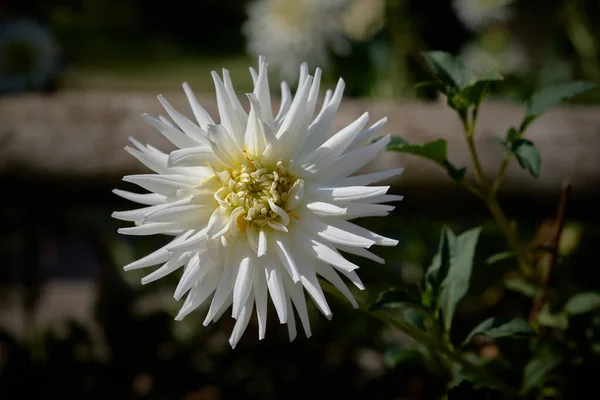 White Chrysanthemum Garden — Stock Photo, Image
