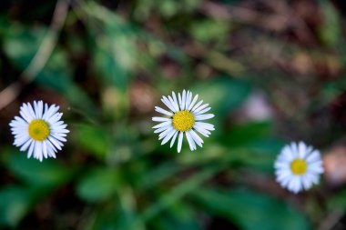 Sonbaharda bir parkta çiçek