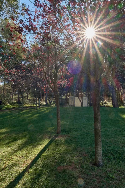 阳光穿过一棵树 — 图库照片