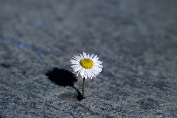 Daisy Grandi Sur Sol Béton Image En Vente