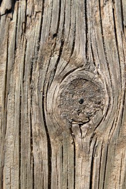 Parktaki eski ahşap dokular