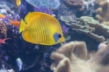 Mavi yanaklı butterflyfish, akvaryum içinde yüzme Chaetodon semilarvatus . 