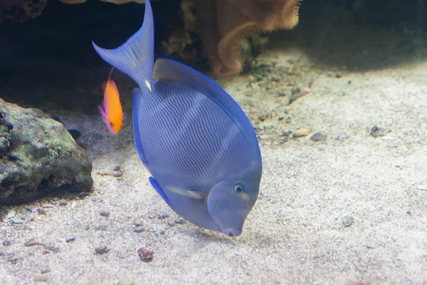 Acanthurus 蓝色刺尾鱼在水族馆内游泳 — 图库照片