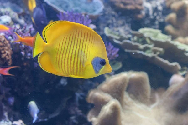 Mavi Yanaklı Butterflyfish Akvaryum Içinde Yüzme Chaetodon Semilarvatus — Stok fotoğraf