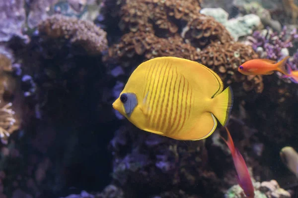 Mavi Yanaklı Butterflyfish Akvaryum Içinde Yüzme Chaetodon Semilarvatus — Stok fotoğraf