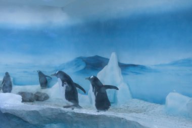 Oyunda penguenler görüntüleyebileceğiniz akvaryum, buzlu manzara, dondurulmuş bölge. 