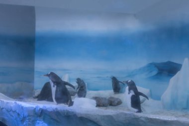 Oyunda penguenler görüntüleyebileceğiniz akvaryum, buzlu manzara, dondurulmuş bölge. 