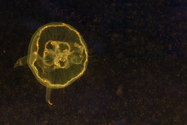 Aurelia aurita, akvaryum içinde yüzme yarı saydam ay denizanası 