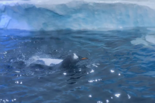 冰冻区的水族馆 冰冷的景观 在那里你可以看到企鹅在玩耍 — 图库照片