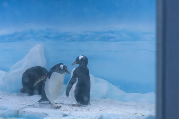 Zona Congelada Aquário Paisagem Gelada Onde Você Pode Ver Pinguins — Fotografia de Stock