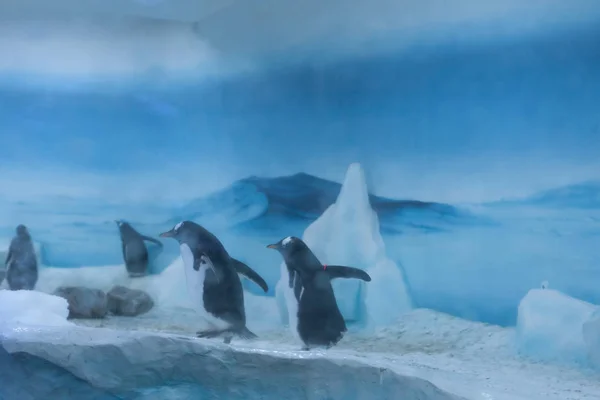 Zona Congelada Aquário Paisagem Gelada Onde Você Pode Ver Pinguins — Fotografia de Stock