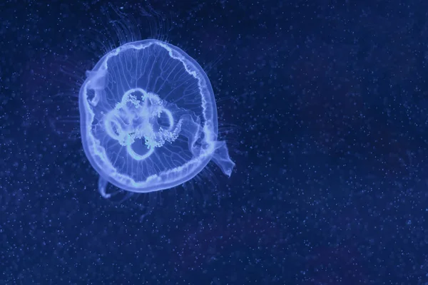 Aurita 半透明的月亮水母在水族馆内游泳 — 图库照片