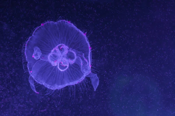 Aurelia Aurita Translucent Moon Jellyfish Swimming Aquarium — Stock Photo, Image