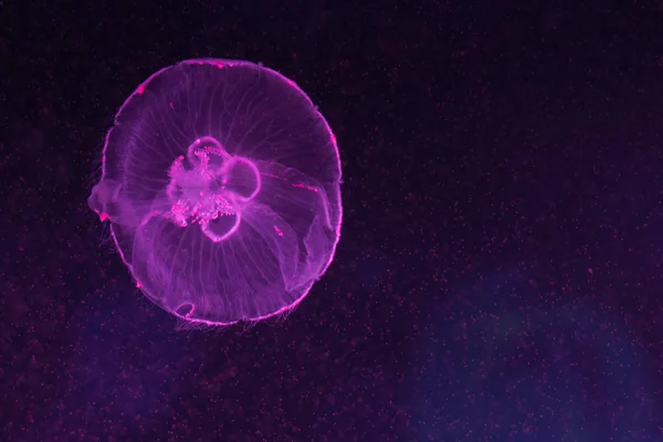Aurelia Aurita Medusas Translúcidas Lua Nadando Dentro Aquário — Fotografia de Stock
