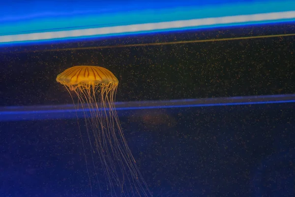 Chrysaora Melanaster 日本海荨麻在水族馆内游泳 — 图库照片