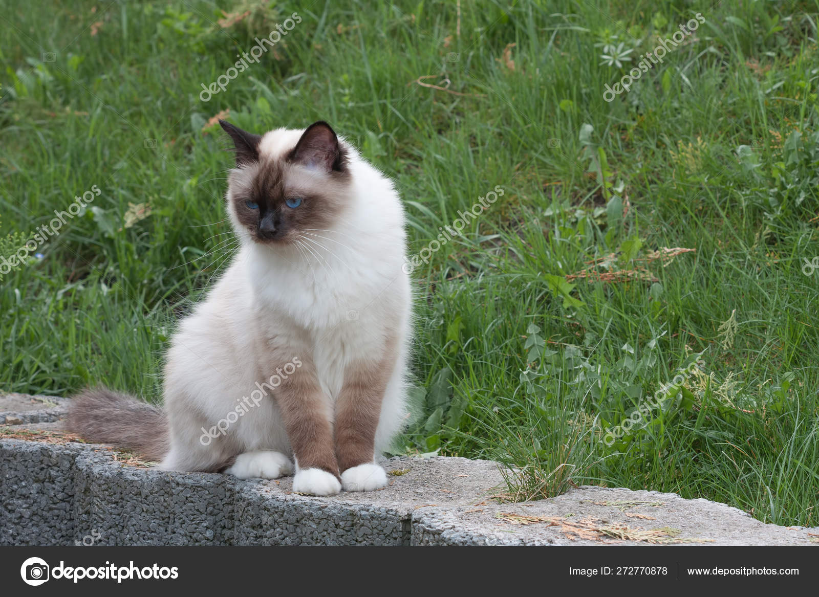 A seal point Birman cat, year old cat male with blue eyes is