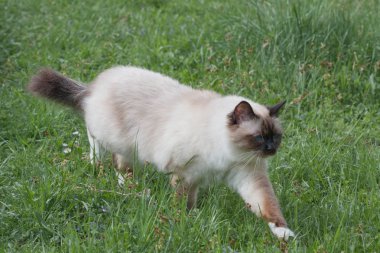 Bir fok noktası Birman kedi, 1 yaşındaki kedi , mavi gözlü erkek