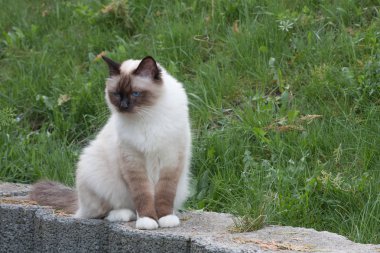 Bir fok noktası Birman kedi, 1 yaşındaki kedi , mavi gözlü erkek