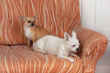 İki Chihuahua köpek kanepe, 2,5 yaşında tarçın fem yatıyor