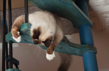Bir fok noktası Birman kedi, 1 yaşındaki kedi , mavi gözlü erkek