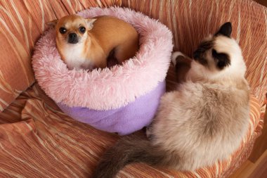 Tarçın Chihuahua köpek kadın ve bir mühür noktası Birman erkek kedi  
