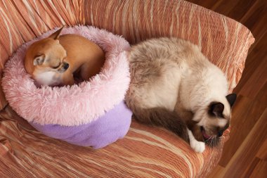 Tarçın Chihuahua köpek kadın ve bir mühür noktası Birman erkek kedi bir