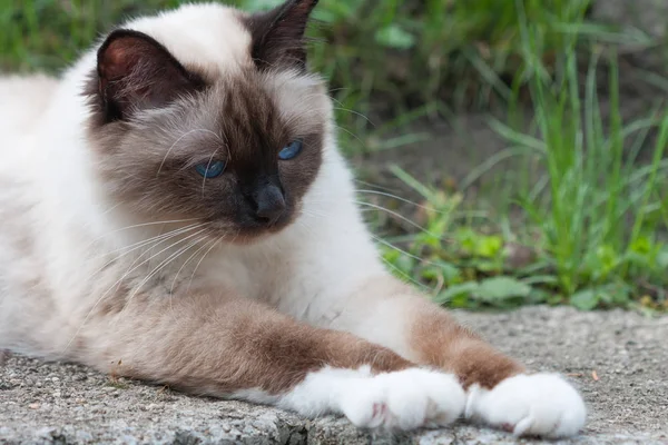 Um ponto de vedação Birman gato, 1 ano de idade gato, macho com olhos azuis l — Fotografia de Stock