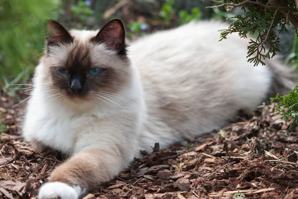 En sigill punkt Birman katt, 1 år gammal katt, hane med blå ögon l — Stockfoto