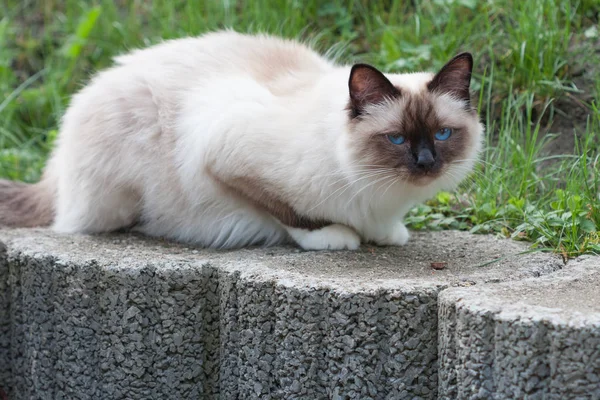 Een Seal Point birman kat, 1 jaar oude kat, man met blauwe ogen l — Stockfoto