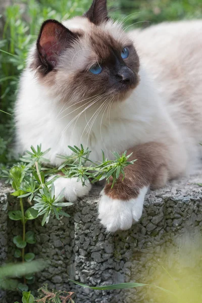 Um ponto de vedação Birman gato, 1 ano de idade gato, macho com olhos azuis l — Fotografia de Stock