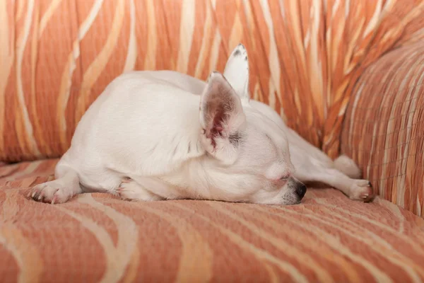 White Chihuahua está durmiendo en el sofá, 5 años de edad mujer . — Foto de Stock