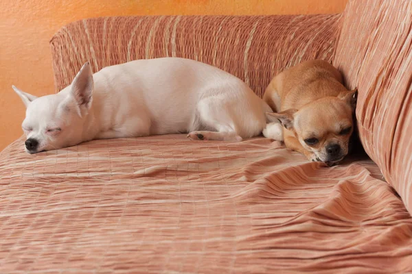 Dos perros Chihuahua están acostados en el sofá, 2,5 años fem canela — Foto de Stock