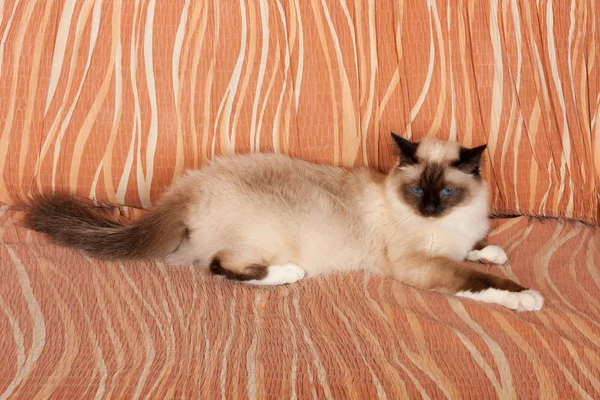 Un gato Birman punto de sello, gato de 1 año, macho con ojos azules es —  Fotos de Stock
