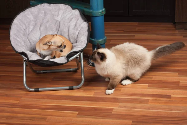 Chihuahua is afraid of a cat and growls at the cat from pet bed.