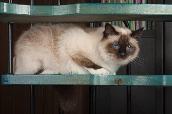 Een Seal Point birman kat, 1 jaar oude kat, man met blauwe ogen is — Stockfoto