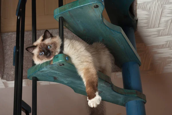 A seal point Birman cat, 1 year old cat , male with blue eyes is