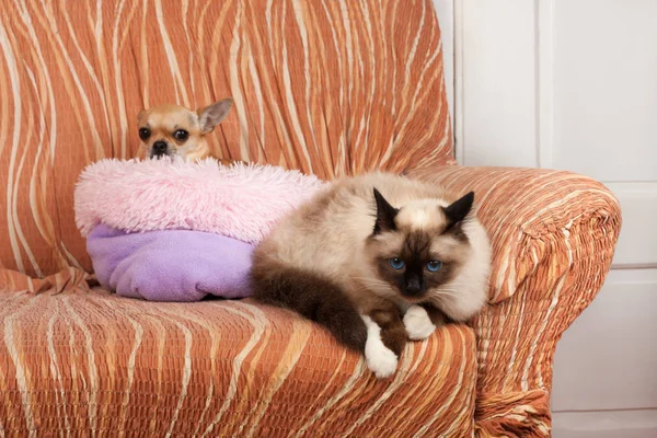シールポイントバーマンオス猫と背景にシナモンチワ — ストック写真