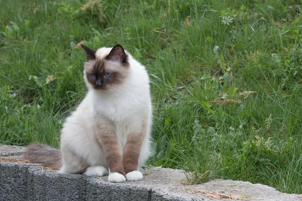 アザラシポイントバーマン猫、1歳猫、青い目のオスは ロイヤリティフリーのストック画像