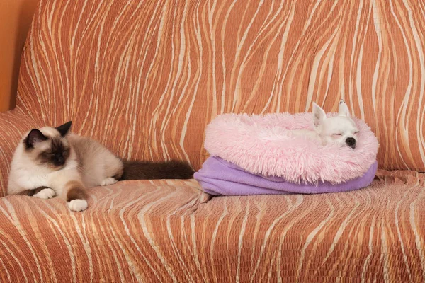 チワワ犬とアザラシポイントバーマン猫がソファで寝ている. ロイヤリティフリーのストック写真
