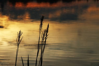 Rusya 'daki Valday Gölü' nde gün batımında çimen siluetleri