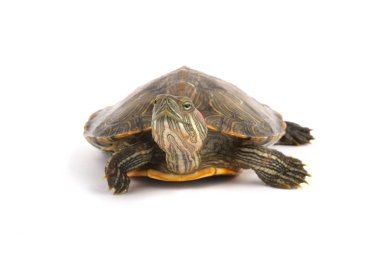 Trakemler Scripta Elegans Beyaz Açık