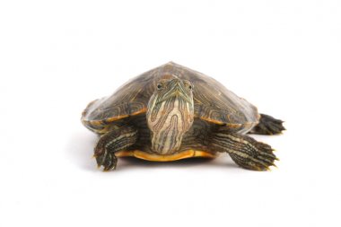 Trakemler Scripta Elegans Beyaz Açık