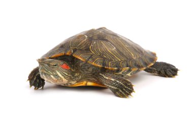 Trakemler Scripta Elegans Beyaz Açık