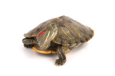 Trakemler Scripta Elegans Beyaz Açık