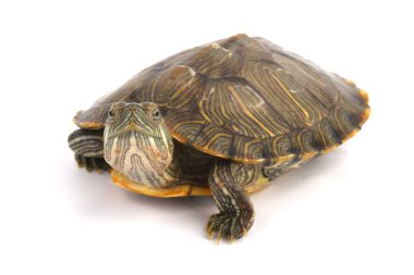 Trakemler Scripta Elegans Beyaz Açık