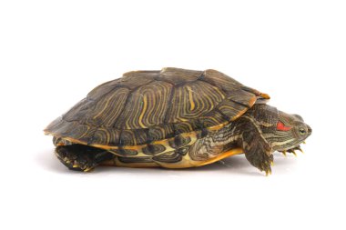 Trakemler Scripta Elegans Beyaz Açık